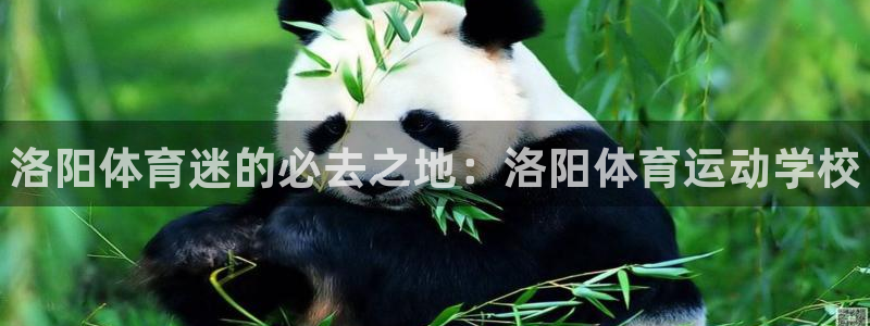 千亿国际官方正版app娱乐首页网站大全：洛阳体育迷的